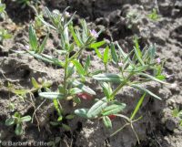 slender phlox (<em>Microsteris gracilis</em>)