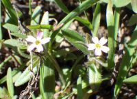 slender phlox (<em>Microsteris gracilis</em>)