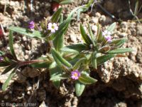 Slender phlox (<em>Microsteris gracilis</em>)