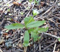bigleaf sandwort (<em>Moehringia macrophylla</em>)