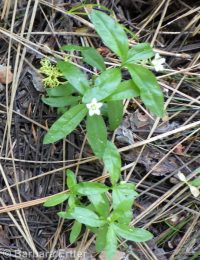 bigleaf sandwort (<em>Moehringia macrophylla</em>)