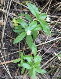 bigleaf sandwort (<em>Moehringia macrophylla</em>)