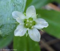 bigleaf sandwort (<em>Moehringia macrophylla</em>)