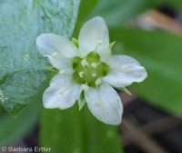 bigleaf sandwort (<em>Moehringia macrophylla</em>)
