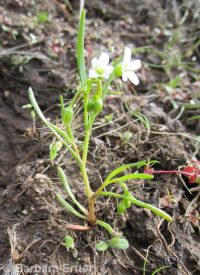 narrowleaf montia (<em>Montia linearis</em>)