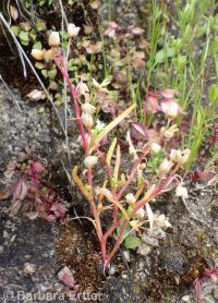 narrowleaf montia (<em>Montia linearis</em>)