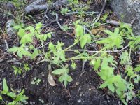 Great Basin nemophila (<em>Nemophila breviflora</em>)