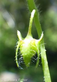 Great Basin nemophila (<em>Nemophila breviflora</em>)