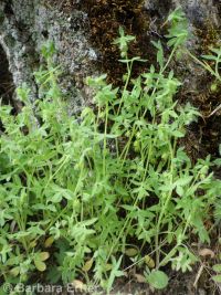 Great Basin nemophila (<em>Nemophila breviflora</em>)
