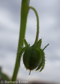 Great Basin nemophila (<em>Nemophila breviflora</em>)