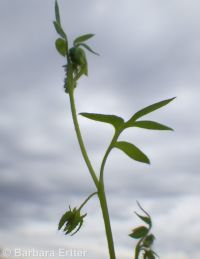 Great Basin nemophila (<em>Nemophila breviflora</em>)