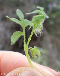 Great Basin nemophila (<em>Nemophila breviflora</em>)