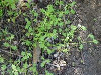 smallflower or Austin's nemophila (<em>Nemophila parviflora var. austiniae</em>)