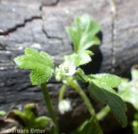 smallflower or Austin's nemophila (<em>Nemophila parviflora var. austiniae</em>)