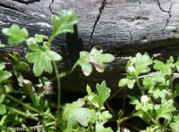 smallflower or Austin's nemophila (<em>Nemophila parviflora var. austiniae</em>)
