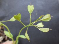alpine pennycress, Idaho candytuft (<em>Noccaea fendleri ssp. glauca</em>)