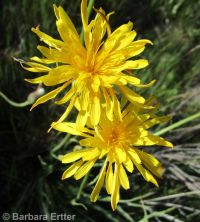 sagebrush false-dandelion (<em>Nothocalais troximoides</em>)