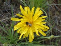 sagebrush false-dandelion (<em>Nothocalais troximoides</em>)