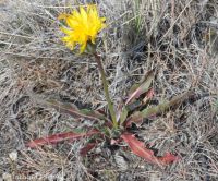 sagebrush false-dandelion (<em>Nothocalais troximoides</em>)