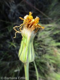 sagebrush false-dandelion (<em>Nothocalais troximoides</em>)