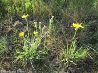 sagebrush false-dandelion (<em>Nothocalais troximoides</em>)