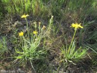 sagebrush false-dandelion (<em>Nothocalais troximoides</em>)
