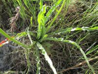 sagebrush false-dandelion (<em>Nothocalais troximoides</em>)