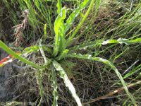 sagebrush false-dandelion (<em>Nothocalais troximoides</em>)