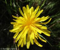 sagebrush false-dandelion (<em>Nothocalais troximoides</em>)