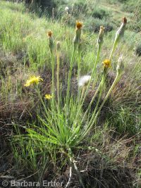 sagebrush false-dandelion (<em>Nothocalais troximoides</em>)