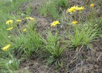 sagebrush false-dandelion (<em>Nothocalais troximoides</em>)