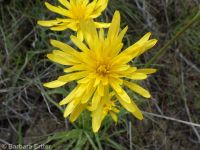 sagebrush false-dandelion (<em>Nothocalais troximoides</em>)