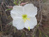 pale or white-stemmed evening-primrose (<em>Oenothera pallida ssp. pallida</em>)