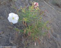 pale or white-stemmed evening-primrose (<em>Oenothera pallida ssp. pallida</em>)