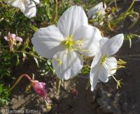 pale or white-stemmed evening-primrose (<em>Oenothera pallida ssp. pallida</em>)