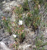 pale or white-stemmed evening-primrose (<em>Oenothera pallida ssp. pallida</em>)