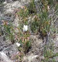 pale or white-stemmed evening-primrose (<em>Oenothera pallida ssp. pallida</em>)