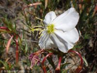 pale or white-stemmed evening-primrose (<em>Oenothera pallida ssp. pallida</em>)