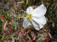 pale or white-stemmed evening-primrose (<em>Oenothera pallida ssp. pallida</em>)