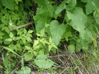 mountain sweet-cicely (<em>Osmorhiza berteroi</em>)