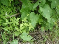 mountain sweet-cicely (<em>Osmorhiza berteroi</em>)