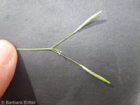 mountain sweet-cicely (<em>Osmorhiza berteroi</em>)