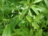 mountain sweet-cicely (<em>Osmorhiza berteroi</em>)