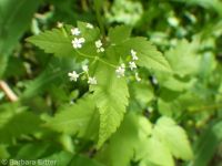 mountain sweet-cicely (<em>Osmorhiza berteroi</em>)