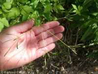mountain sweet-cicely (<em>Osmorhiza berteroi</em>)