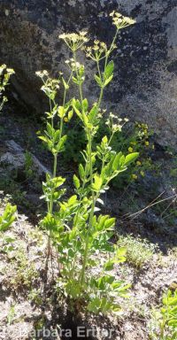 western sweetroot, sweet-cicely (<em>Osmorhiza occidentalis</em>)