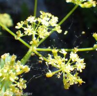 western sweetroot, sweet-cicely (<em>Osmorhiza occidentalis</em>)