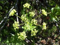 western sweetroot, sweet-cicely (<em>Osmorhiza occidentalis</em>)