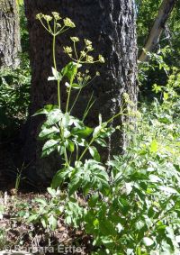 western sweetroot, sweet-cicely (<em>Osmorhiza occidentalis</em>)