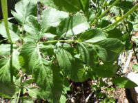 western sweetroot, sweet-cicely (<em>Osmorhiza occidentalis</em>)